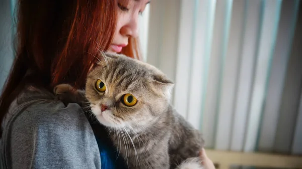 Menina com Scottish Fold cat — Fotografia de Stock