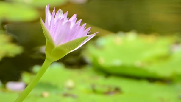 Lirio de agua rosa — Vídeos de Stock