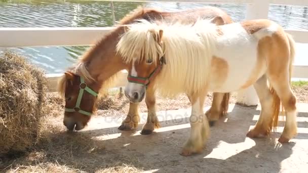 Miniature pony horse — Stock Video