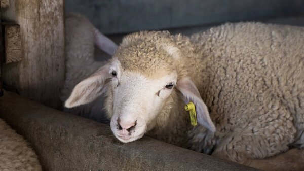 овцы на ферме
