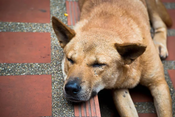 Cão vadio sem abrigo — Fotografia de Stock