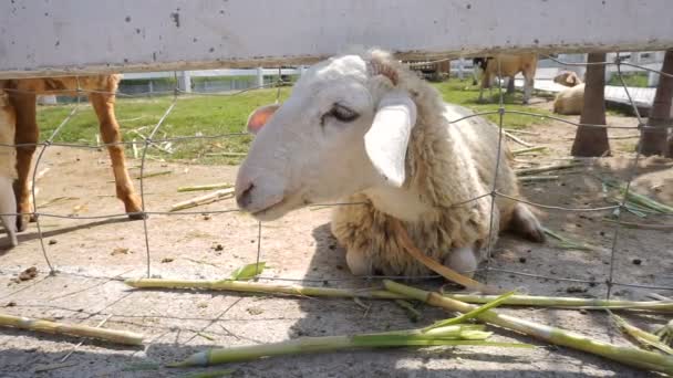 Sheep eating grass — Stock Video