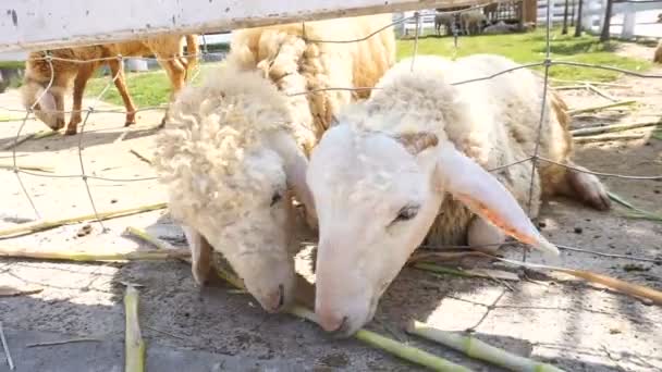 Овцы едят траву — стоковое видео