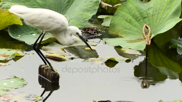 Chasse à l'aigrette blanche dans l'étang de lotus — Video