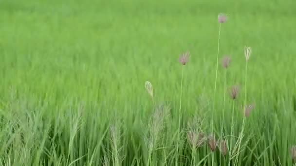 Опухшая трава на пальцах — стоковое видео