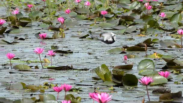 Beautiful wild bird (Pheasant-tailed Jacana ) — Stock Video