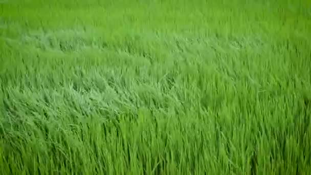 Groene weergave van rijst plant swingen in de wind — Stockvideo