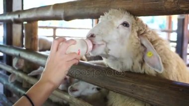 Sevimli koyun sütü biberonla beslemek el