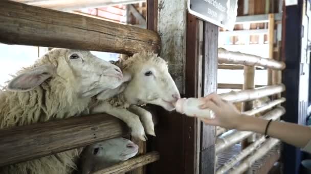 Mão alimentando garrafa de leite para ovelhas bonitos — Vídeo de Stock