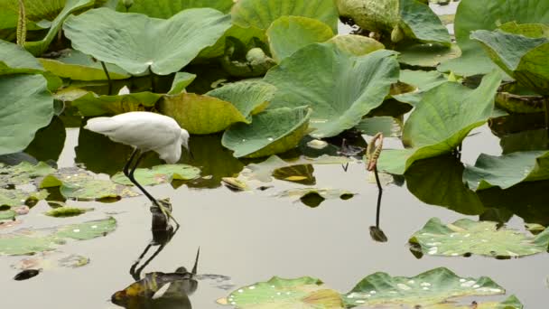 Caza de garza blanca en estanque de loto — Vídeos de Stock