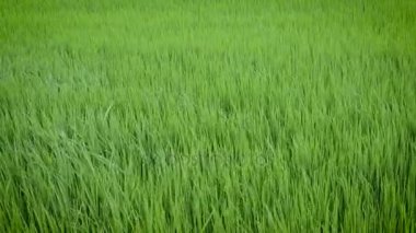 Rüzgarda sallanan pirinç bitkinin yeşil görünümü