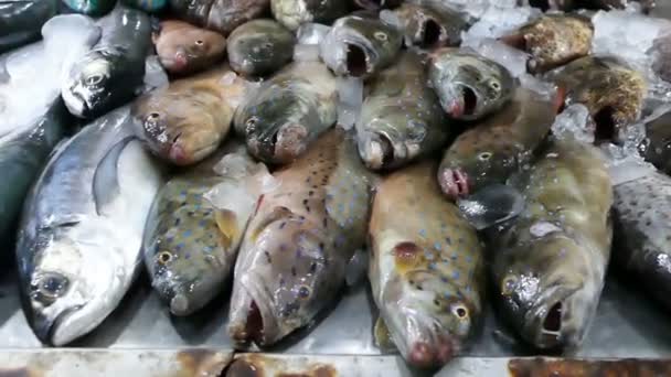 Peixe fresco no gelo em uma barraca de peixe — Vídeo de Stock