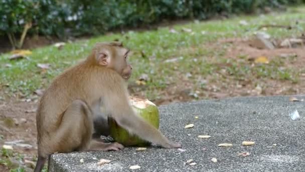 Singe mignon mangeant de la noix de coco — Video