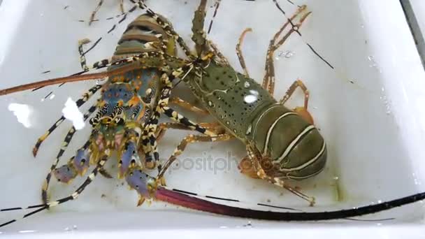 Grand homard dans une stalle — Video