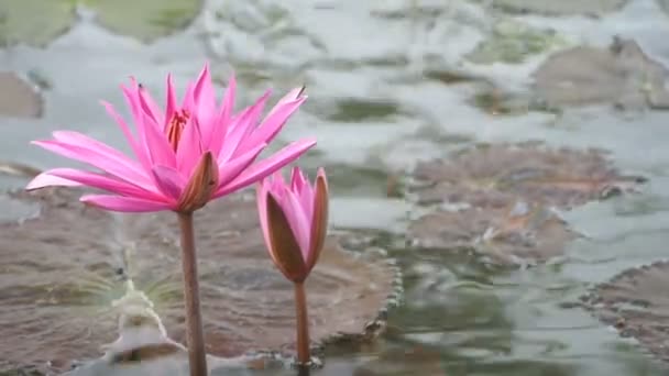 Kwitnąca różowa lilia wodna — Wideo stockowe