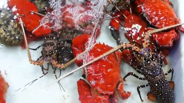 Homard et crabe vivants dans une stalle — Video