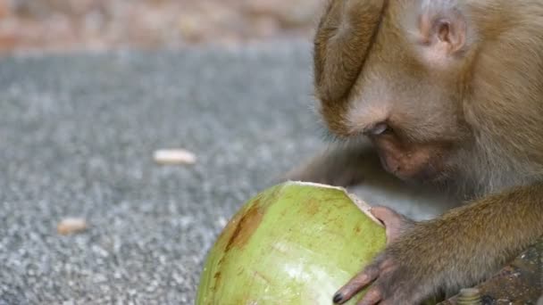 Jeune singe mangeant de la noix de coco — Video