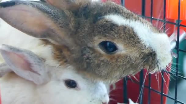 Lapin boire de l'eau — Video