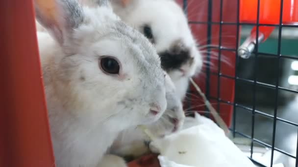 Kaninchen fressen Heugras — Stockvideo