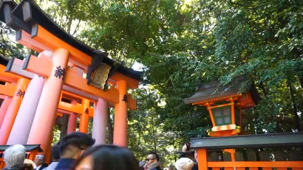 L turista camina a través de las puertas torii en el templo del santuario de Fushimi Inari — Vídeo de stock