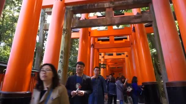 Il turista cammina attraverso le porte di Torii al tempio del santuario di Fushimi Inari — Video Stock