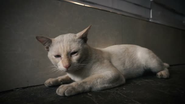 Zavřít Osaměle Bloudit Kočka Nebo Bezdomovci Kočka Lehl Chodníku Thajsku — Stock video