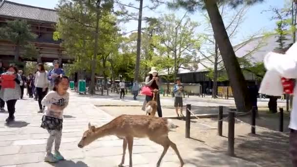 Nara Japon Avril Enfant Touriste Souriant Nourrit Les Jeunes Cerfs — Video