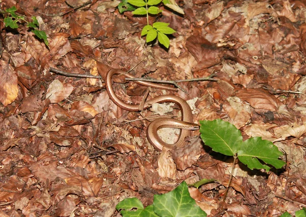 Snake in the foliage