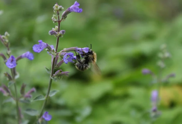 Die Biene sammelt Honig auf einer Blume — стокове фото