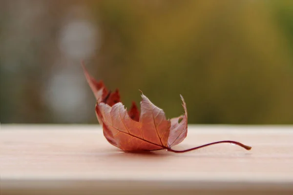 Een oranje droog blad ligt op een houten plank op een wazige achtergrond van bomen — Stockfoto