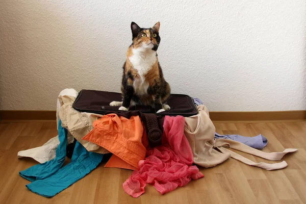 Macska ül egy bőröndon, tele dolgokkal, jelképe nyaralás, világ utazás, turizmus, a bevándorlás, a politikai menedékjogot — Stock Fotó