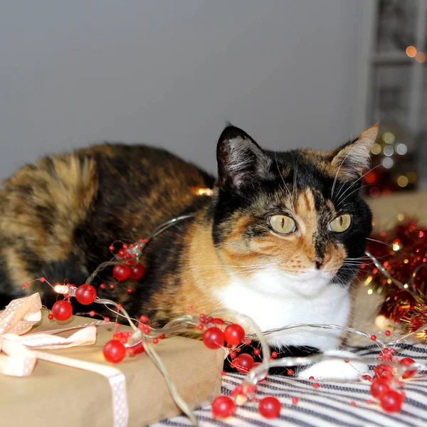 Bellissimo gatto tricolore si trova sul letto, tra ghirlande e luci natalizie, vicino a un regalo, il concetto di Natale e Capodanno, casa accogliente, primo piano — Foto Stock