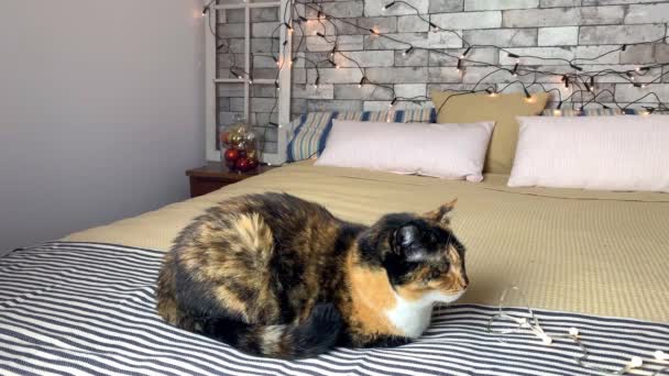 美丽的深色家猫躺在床上 床上有条纹格子花 背景上有喜庆的装饰和花环灯 — 图库视频影像