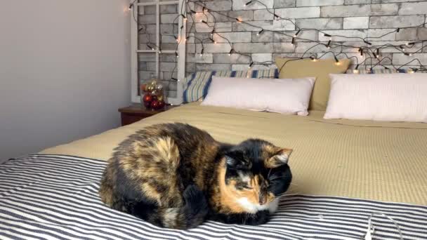 美丽的深色家猫躺在床上 床上有带条纹的格子花 背景上有喜庆的装饰和灯光 — 图库视频影像