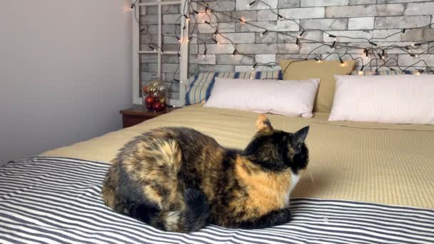 Beautiful Dark Domestic Cat Lies Turned Away Bed Striped Plaid — Stock Video