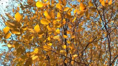 Klakson ağacının sarı sonbahar yaprakları, rüzgarda sallanan Carpinus, doğada mevsimsel değişimler kavramı.