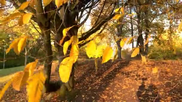 黄色の秋の紅葉 風に揺れるカルピナス 自然の季節の変化の概念 — ストック動画