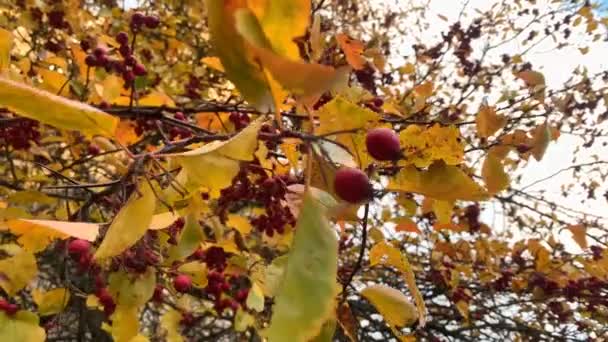 Gele Herfst Bladeren Van Meidoorn Boom Crataegus Laevigata Zwaaien Wind — Stockvideo