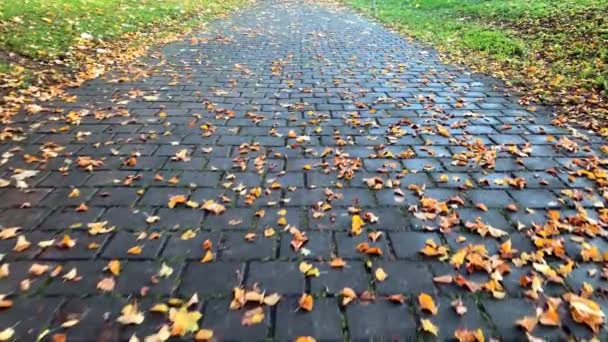 Мокрая После Дождя Дорога Пешеходов Парке Усеяна Опавшими Желтыми Оранжевыми — стоковое видео
