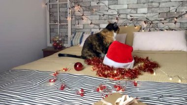 Güzel, siyah evcil kedi oturur, döner, büyük bir yatakta, yılbaşı süslerinin arasında, şenlikli bir dekor ve yanıp sönen ışıklarla, sonra başını çevirir, bir Noel konsepti.