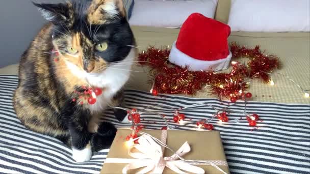 美しい暗い国内の猫は座って 大きなベッドを見て 新年のチンセルの中で 背景にお祝いの装飾や点滅ライト クリスマスのコンセプトで ギフト付きの箱を嗅ぎます — ストック動画