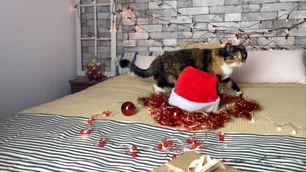美丽的深色家猫坐在一张大床上 用喜庆的装饰和闪光的灯光看着新年的钟声 然后回头看圣诞节的概念 — 图库视频影像