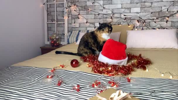 아름다운 어둡고 어두운 집고양이가 성탄절의 침대에 봅니다 그리고 고개를 돌리죠 — 비디오