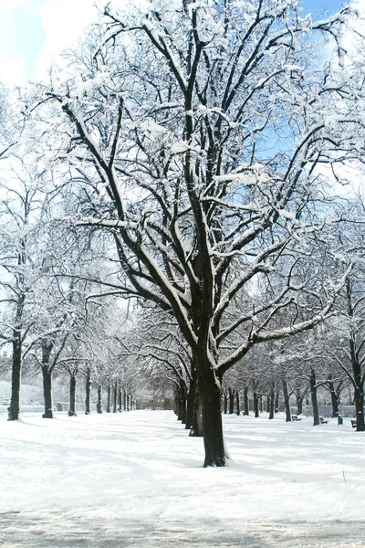 Hermoso fondo con el paisaje de invierno, callejones con árboles nevados en un parque en Munich — Foto de Stock