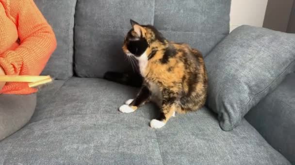漂亮的深色家猫坐在灰色的沙发上咬着一个女孩 爱抚行为的概念 — 图库视频影像