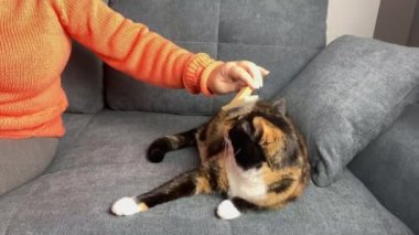 Kedi gri bir kanepeye oturur ve ısırır, saçını tarayan bir kadın, evcil hayvan bakımı konsepti