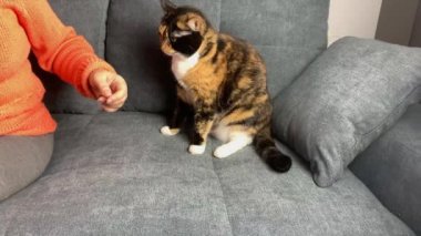 Güzel siyah evcil kedi gri bir kanepeye oturur ve bir kızı ısırır, evcil hayvan davranışı konsepti, yakın plan.