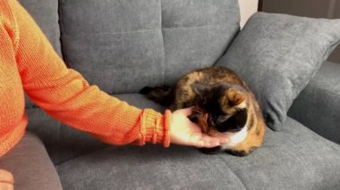 Kadın, gri bir kanepede oturan bir kediyi okşar ve okşar. Evcil hayvan bakımı konsepti.