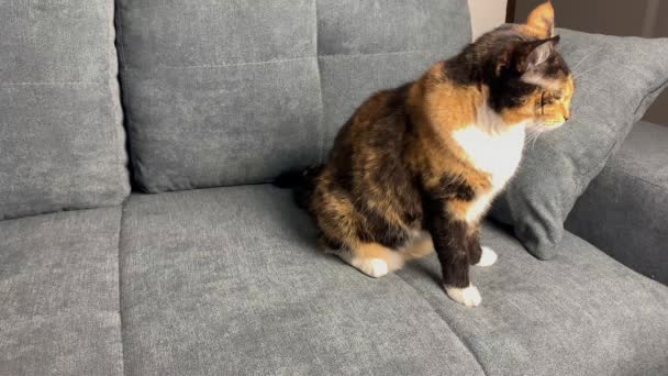 漂亮的深色家猫正坐在灰色的沙发上 舒适的家的概念 — 图库视频影像
