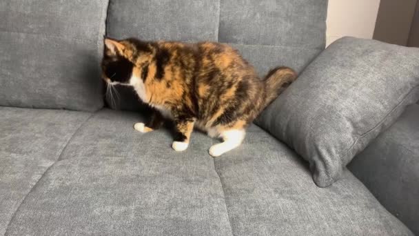 Krásný Tmavý Domácí Kočka Sedí Šedé Pohovce Kouše Dívku Pet — Stock video
